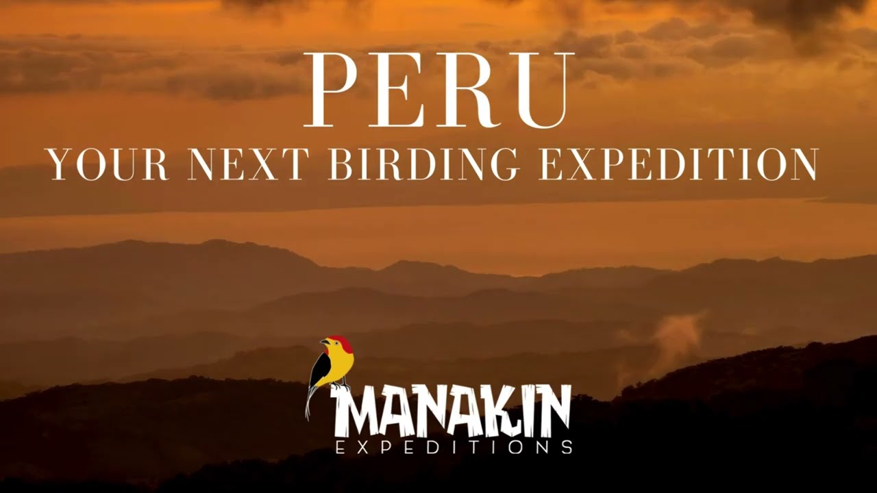 Spectacular and Endemic Birds of Peru | A Birdwatcher’s Paradise