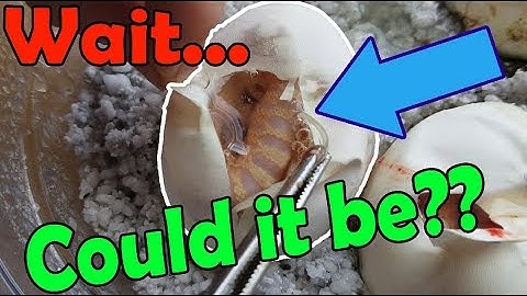 Surprise Morph Bullsnakes! I Can