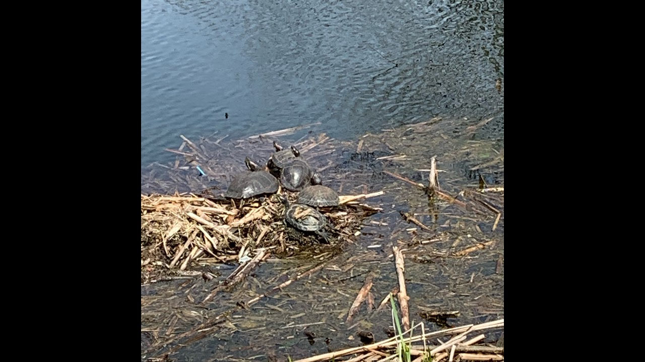 Turtles Riding Stream Ninja turtles Live Stream - YouTube