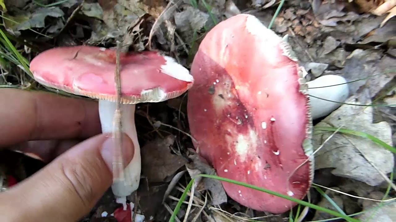 Gljive od 25.07.2019.