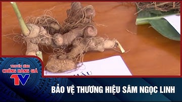 BẢO VỆ THƯƠNG HIỆU SÂM NGỌC LINH