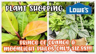 Plant Shopping Haul at Lowe s Prince of Orange and Moonlight Philos Only 12 98
