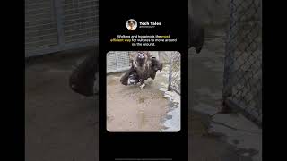Vultures Are NOT What You Think!