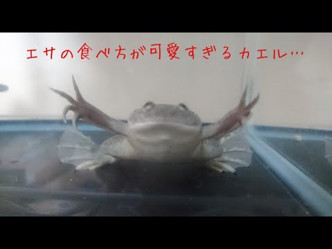 エサの食べ方が可愛すぎるカエル Youtube