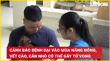 Cảnh báo bệnh dại vào mùa nắng nóng, vết cào, cắn nhỏ có thể gây tử vong | Báo Lao Động