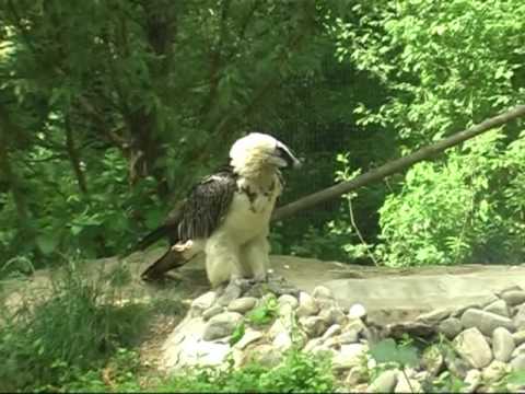 Video: Illusione Della Natura