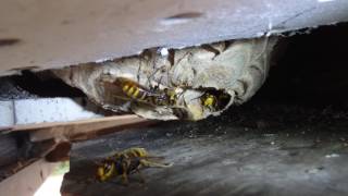 スズメバチの観察 (Observation of the japanese hornet's nest)  Vespa simillima