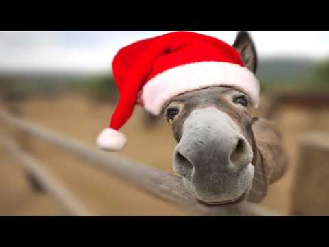 dominick-donkey---italian-christmas-song-[lou-monte]-::-animal-singer-funny-videos-::