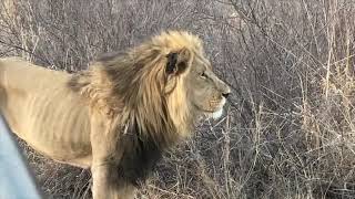 Close Lion Encounter