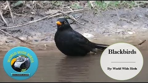 Things You Need to Know About Blackbirds | Common Blackbird Facts & Distribution