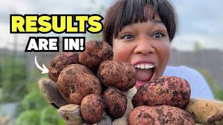 I Grew Potatoes in 7 Different Soils…Here’s What Happened