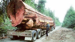 Amazing Dangerous Fastest Logging Wood Truck Operator Skills - Oversize Load Heavy Equipment Working