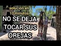 CABALLO DE SALTO 5 AÑOS SE GOLPEO ENTRE SUS OREJAS Y NO SE DEJA TOCAR EN 10 MINUTOS SUPERO EL TRAUMA