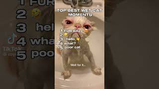 FUNNY WET CATS!!!!! #funnycats #fyp #top #funnytiktok #memes #funny #funniestcats