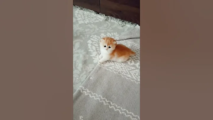 Watch the video about Baby cat 🐱 - cute 😍 and funny baby cat videos 😍 compilation #shorts #short #cat #cutecat