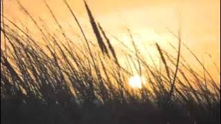 All Alone - Mad Season Music Video