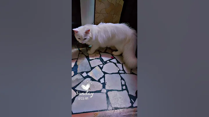 Video 11147541: persian cat cutecat kitten, persian cat kitten love, persian cat kitten playing, persian cat baby kitten
