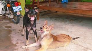 Daily life for Karou & Karouy dog 2