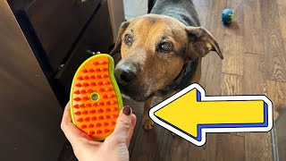 See the TOOVREN Steam Brush in action! Brushing our dog