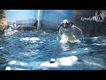 海響館 ペンギン大編隊-群れで飛びます！Gentoo penguins swim in groups