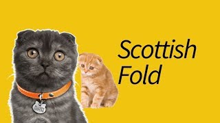 10 Fakta Scottish Fold—Kupingnya bengkok! by MeowCitizen 28,308 views 4 years ago 6 minutes, 4 seconds