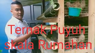 Cara beternak Puyuh petelur Skala Rumahan @Mr.Jhon_Berdikari