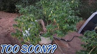 DAME'S UNEXPECTED "HARVEST" - OUTDOOR SEASON 2 EP45