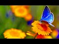 Beautiful Peaceful Relaxing Music, Meditation Sleep and Study Music "Birds and Blooms" by Tim Janis