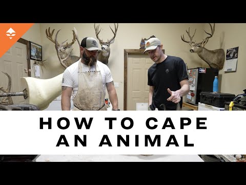 How To Cape An Animal