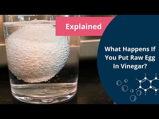 Egg In Vinegar Beaker