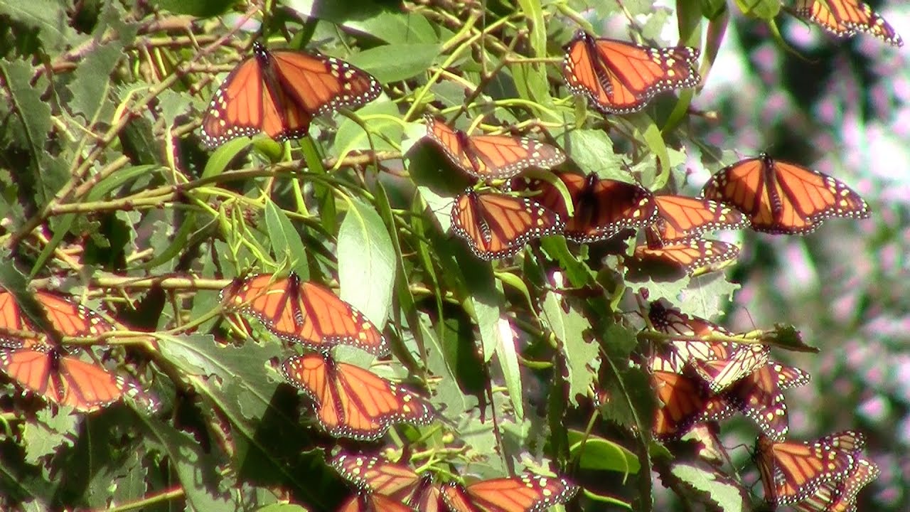 Monarch Butterfly Grove - YouTube