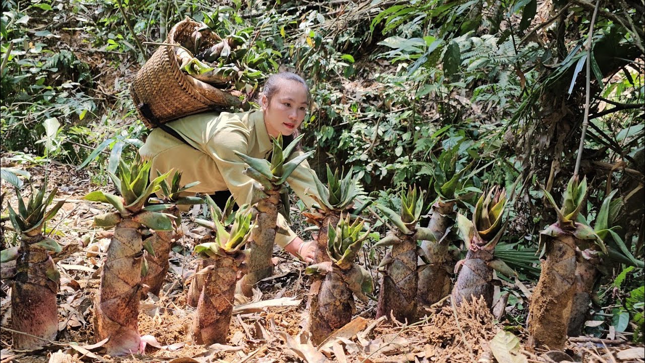 Harvest 25kg of sweet bamboo shoots to sell to earn money to send daughter to school | Tương Thị Mai