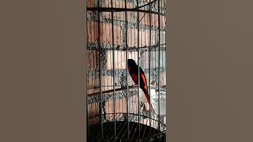 Mantenan super gacor suara tajam