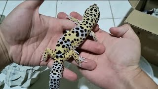 UNBOXING Leopard Gecko Blacknight ph Tremper (Ex Repjak)