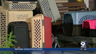 Neglected cats adopted to fur-ever homes
