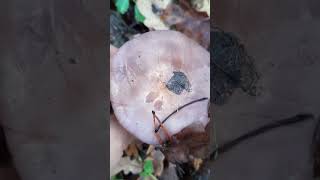 видео: 29.10.2025 фламулина бархатистоножковая, фиолетовая рядовка картинка: 29.10.2025 фламулина бархатистоножковая, фиолетовая рядовка