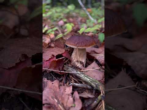 Mushroom #short #mushroom