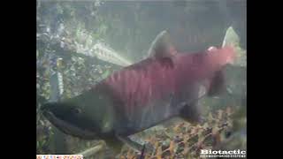 Movement of Sockeye Salmon at a fish counting fence covered in debris