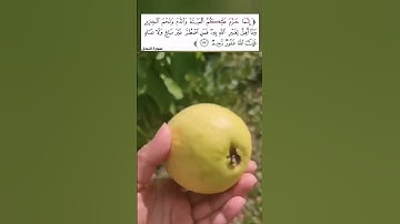 { فكلوا مما رزقكم الله حلالا طيبا واشكروا نعمة الله } آية 114 سورة النحل / القارئ خالد الجليل
