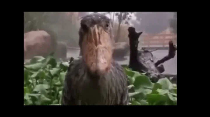 Marcus the bird meme