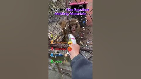 Ranking The Funniest Monkey Moments