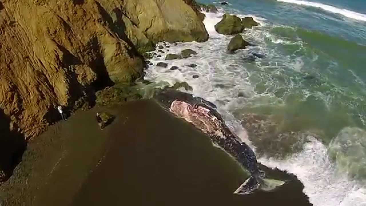 Beached Whale in Pacifica, CA