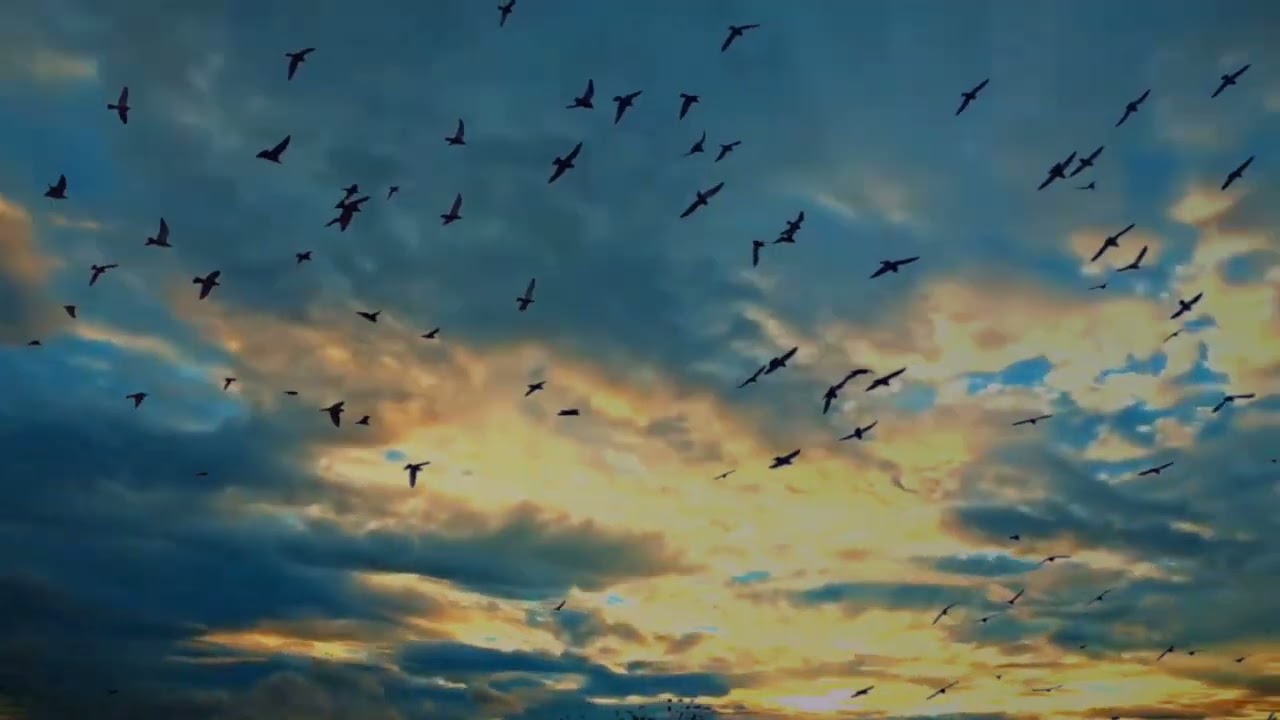 Sky Background Video☁🌈 // Birds Sky Video //Colourful Sky Video 