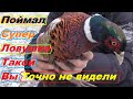 Как поймать Фазана // Самая простая и самая надежная ловушка // Фазан останется живой