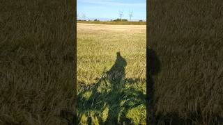 Las frases de taza motivacional, que te valen pa' todo 😂 #short #shorts