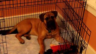 Bull Mastiff-Titus-5 months old