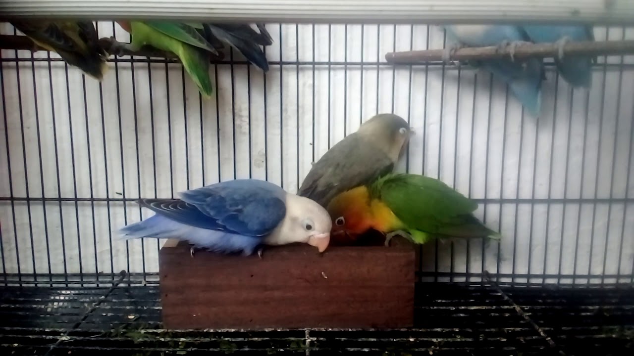 Lovebird (lagi ngerumpi) 