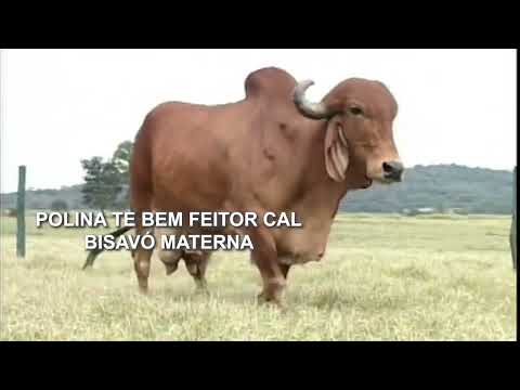 LOTE 10   ORDENHADEIRA FIV CAL   9590BM