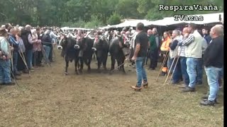 Feria Ganadera de San Miguel en PuenteNansa 29 9 2025