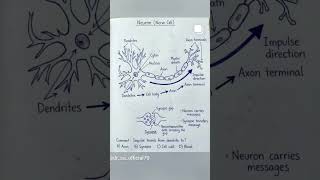 Structure of Neuron (Nerve Cell)#study